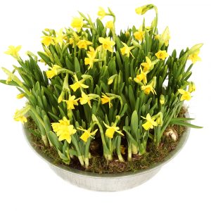 Paas narcissen bestellen
