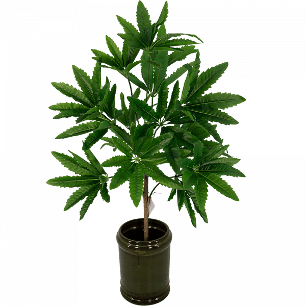 Zijdeplant Fatsia